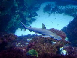 Haus des Meeres 4.02.2026